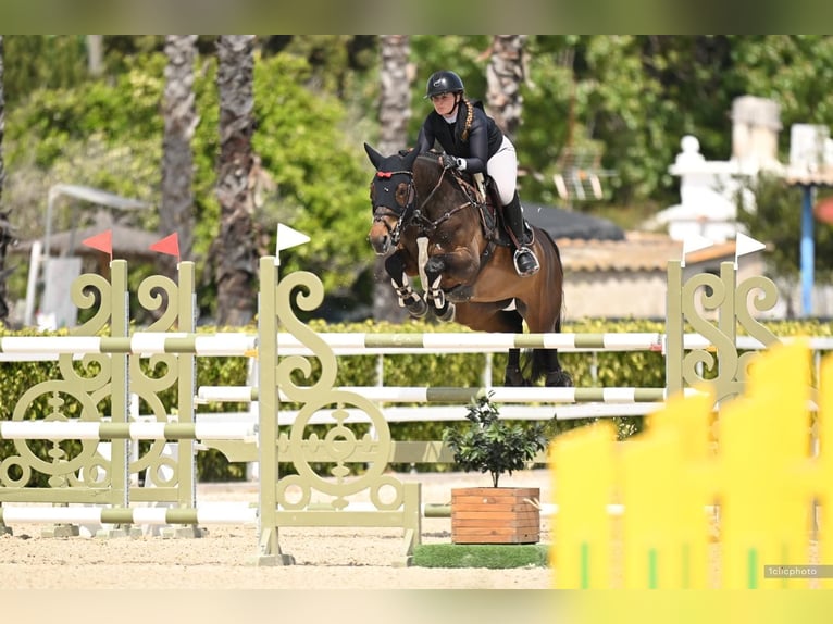 Westphalien Jument 7 Ans 168 cm Bai in Bad Kreuznach