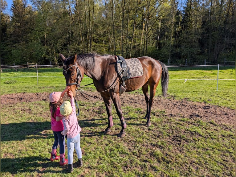 Westphalien Jument 7 Ans 168 cm Bai in Winsen (Aller)