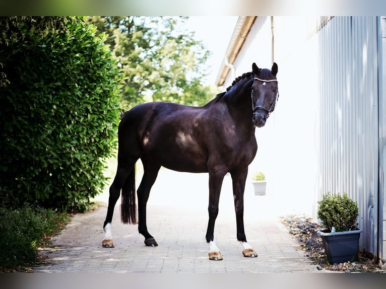 Westphalien Jument 7 Ans 168 cm Noir in K&#xF6;nigswinter