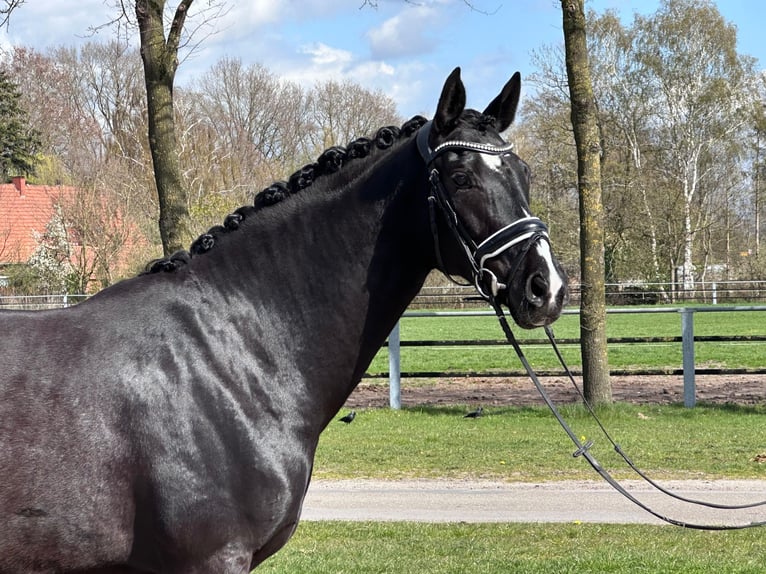 Westphalien Jument 7 Ans 168 cm Noir in Nordhorn