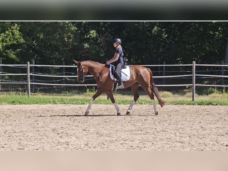 Westphalien Jument 7 Ans 169 cm Alezan in Senden