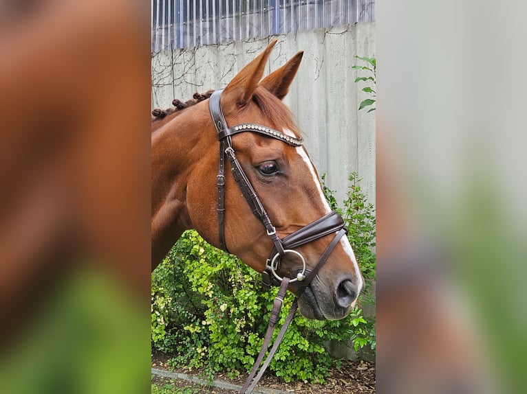 Westphalien Jument 7 Ans 169 cm Alezan in Senden
