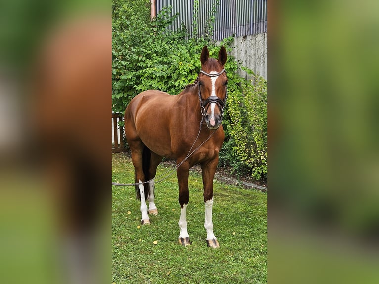 Westphalien Jument 7 Ans 169 cm Alezan in Senden