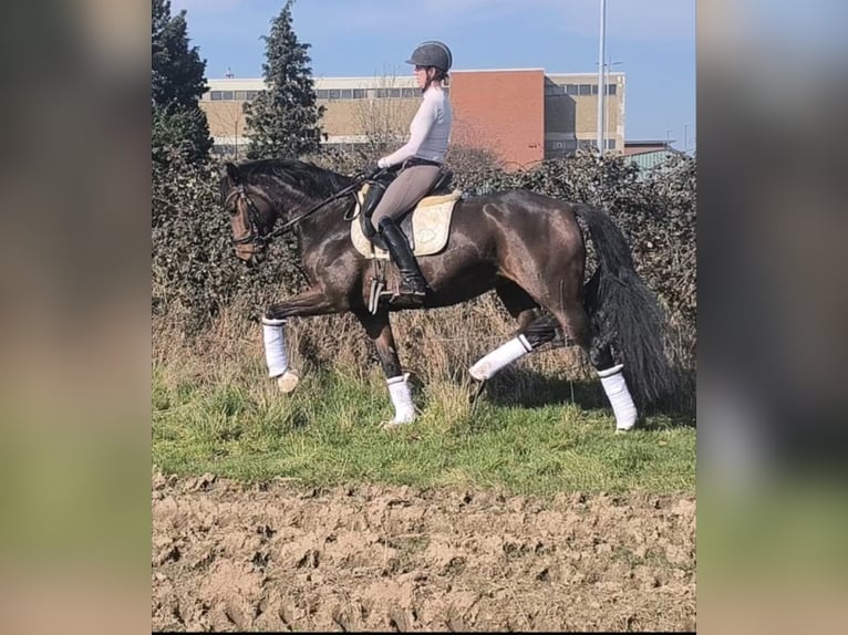 Westphalien Jument 7 Ans 169 cm Bai in Pulheim