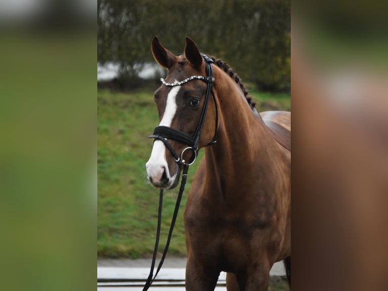 Westphalien Jument 7 Ans 170 cm Alezan brûlé in Fürstenau