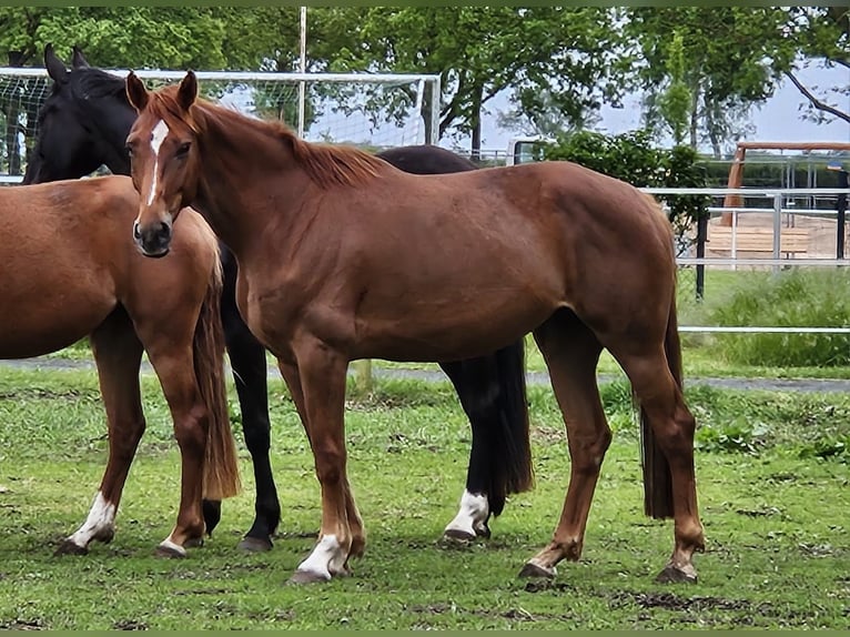 Westphalien Jument 7 Ans 170 cm Alezan in Raddestorf