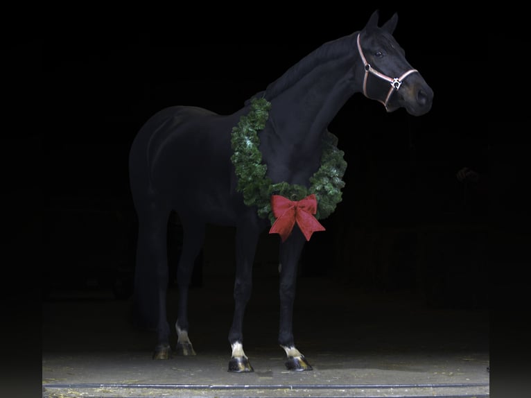 Westphalien Jument 7 Ans 170 cm Bai brun in Harmelen