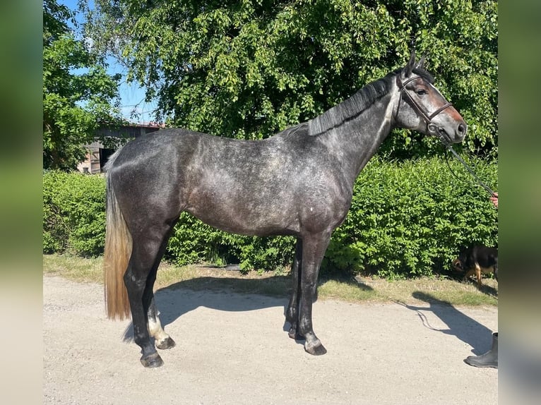 Westphalien Jument 7 Ans 170 cm Gris in Piła