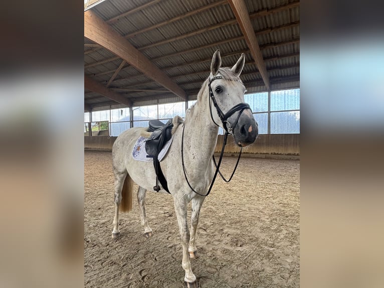 Westphalien Jument 7 Ans 170 cm Gris pommelé in Lilienthal Westphalien Jument 7 Ans 170 cm Gris pommelé in Lilienthal