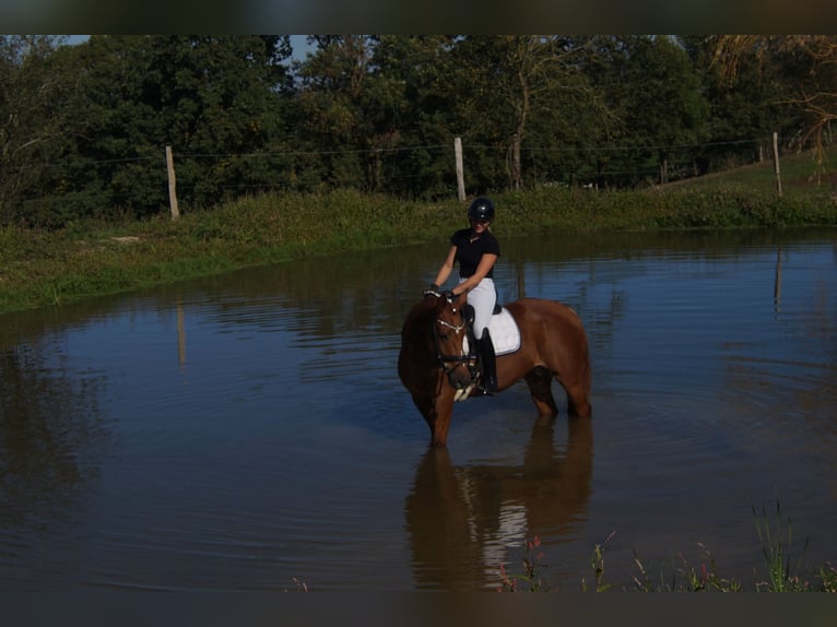 Westphalien Jument 7 Ans 171 cm Alezan brûlé in Iserlohn