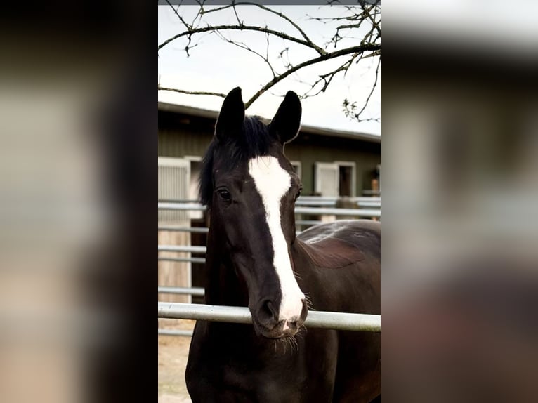 Westphalien Jument 7 Ans 171 cm Bai brun foncé in Neuenkirchen