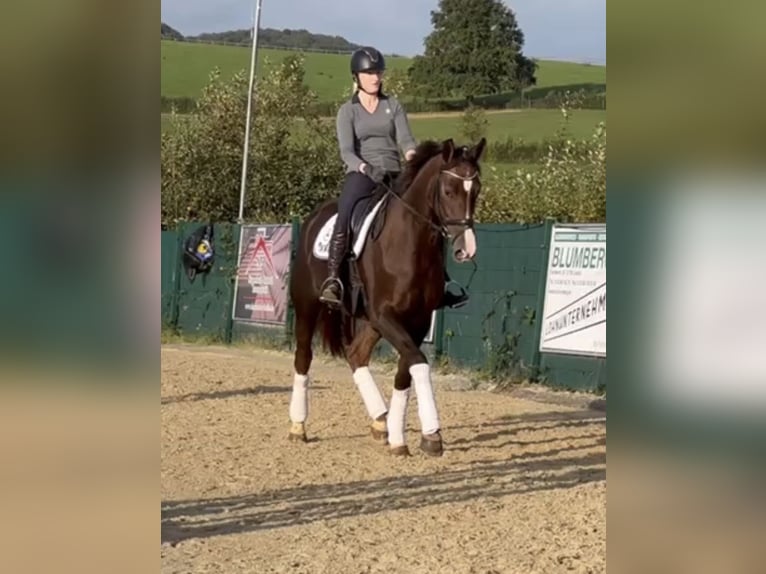 Westphalien Jument 7 Ans 172 cm Alezan brûlé in Lindlar