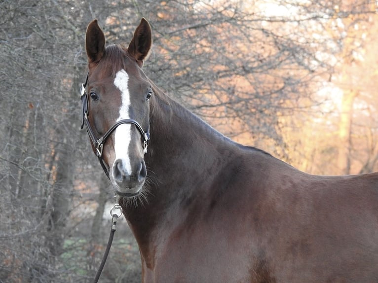 Westphalien Jument 7 Ans 172 cm Alezan in Verl