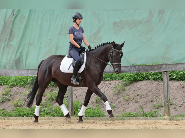 Westphalien Jument 7 Ans 172 cm Noir in Tecklenburg