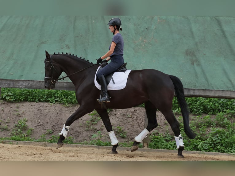 Westphalien Jument 7 Ans 172 cm Noir in Tecklenburg