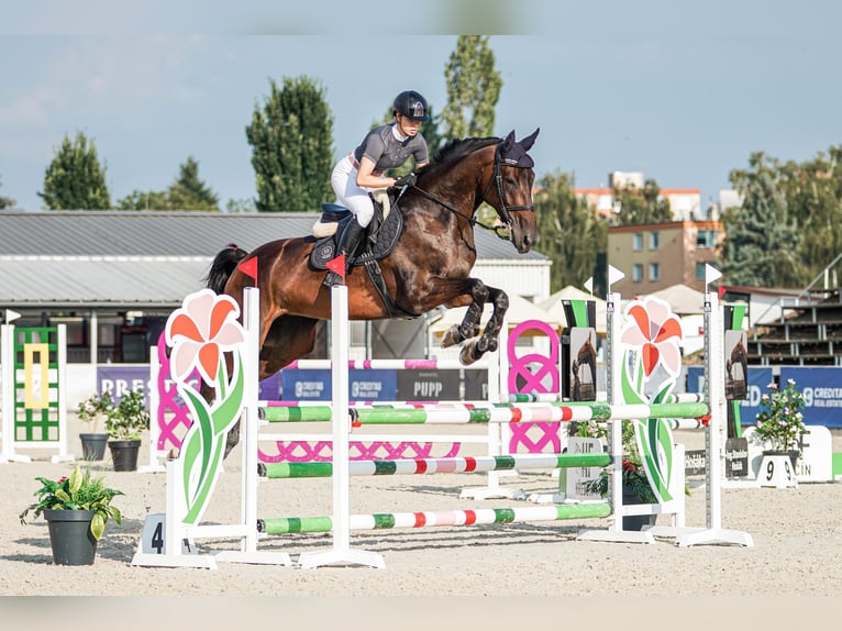 Westphalien Jument 7 Ans 173 cm Bai in Motešice