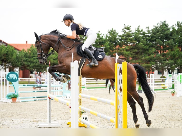 Westphalien Jument 7 Ans 173 cm Bai in Motešice