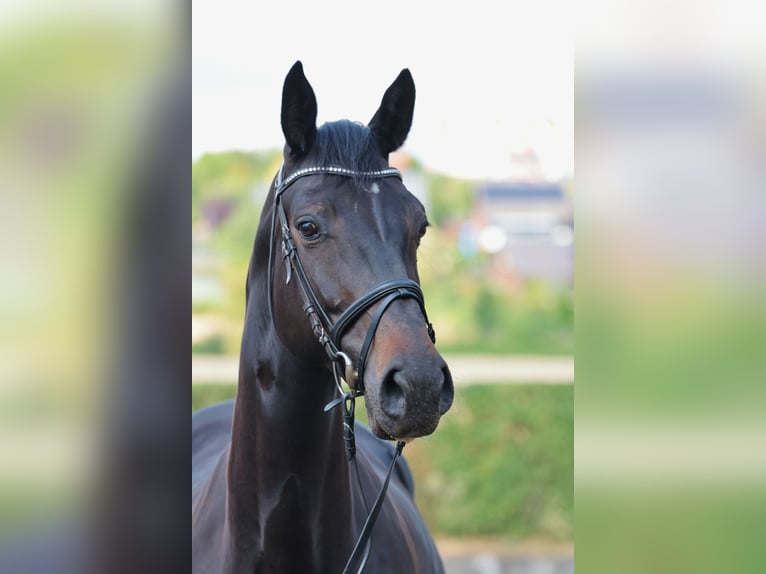 Westphalien Jument 7 Ans 175 cm Bai brun in Tecklenburg
