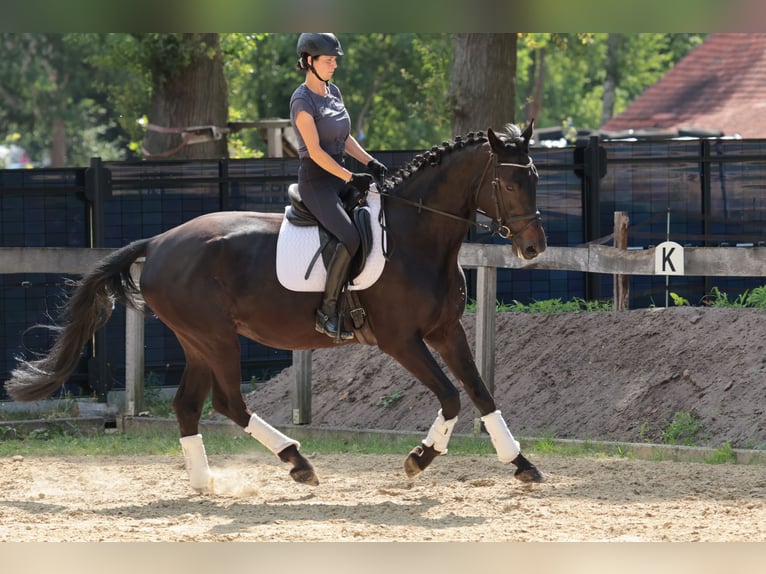 Westphalien Jument 7 Ans 175 cm Bai brun in Tecklenburg