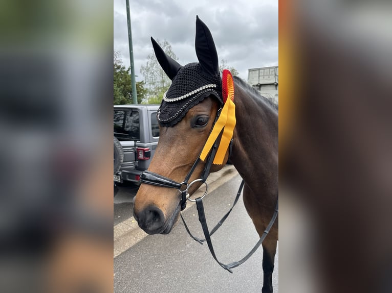 Westphalien Jument 8 Ans 160 cm Bai brun in Mannheim