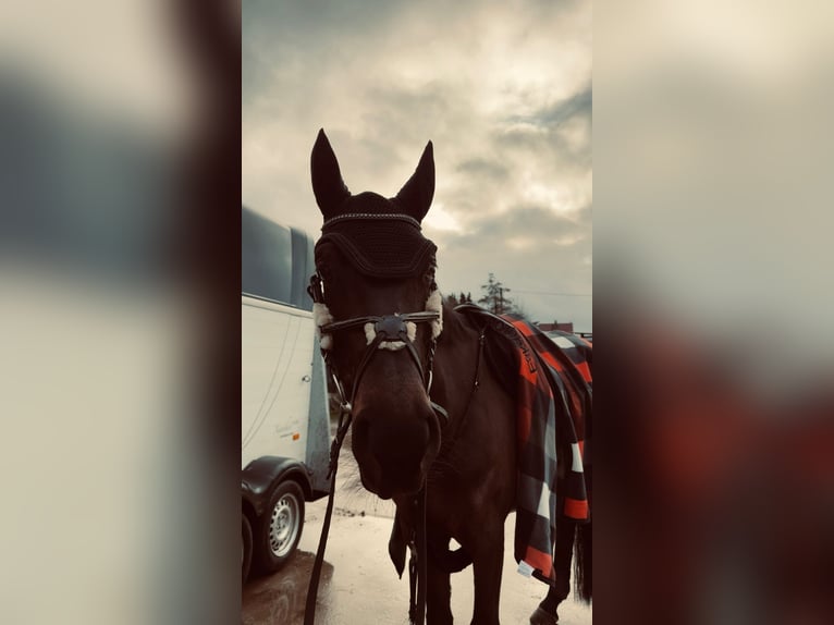 Westphalien Jument 8 Ans 165 cm Bai brun in Gevelsberg