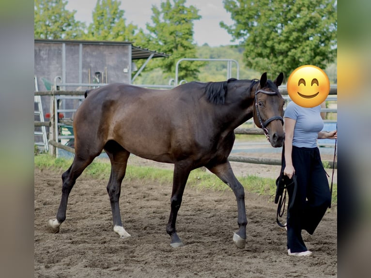 Westphalien Jument 8 Ans 165 cm Bai brun in Selm