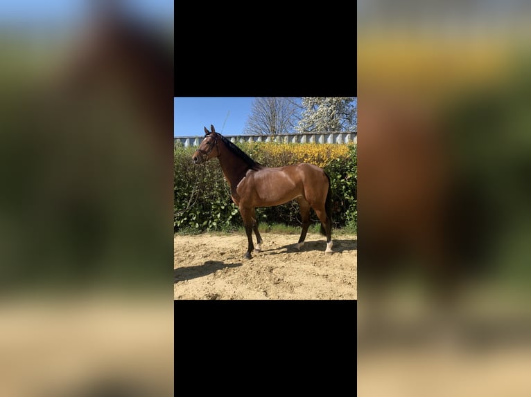 Westphalien Jument 8 Ans 165 cm Bai in Bad Sassendorf