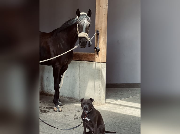 Westphalien Jument 8 Ans 166 cm Bai brun foncé in Garching bei MünchenGarching Westphalien Jument 8 Ans 166 cm Bai brun foncé in Garching bei MünchenGarching