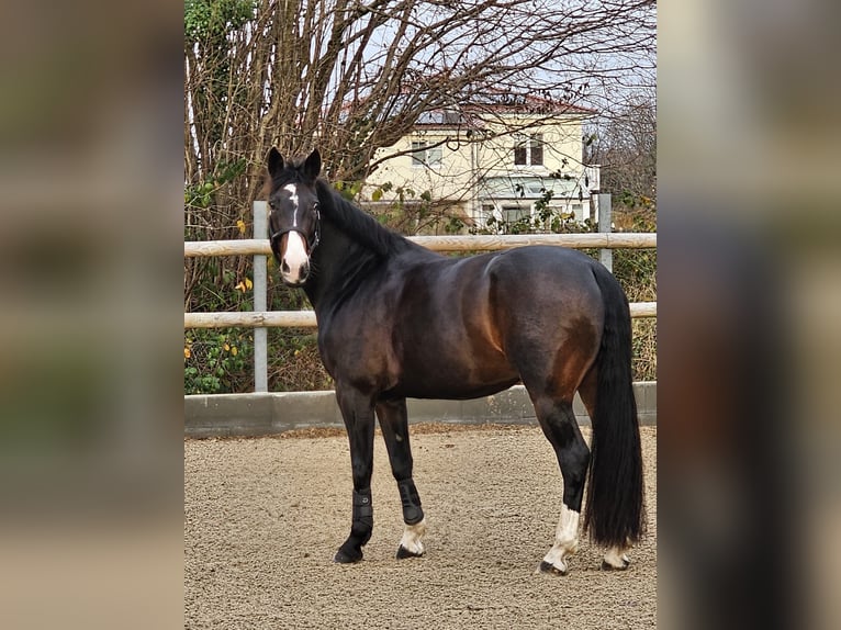 Westphalien Jument 8 Ans 167 cm Bai brun in Kropp