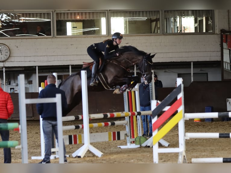 Westphalien Jument 8 Ans 167 cm Bai brun foncé in Arnsberg