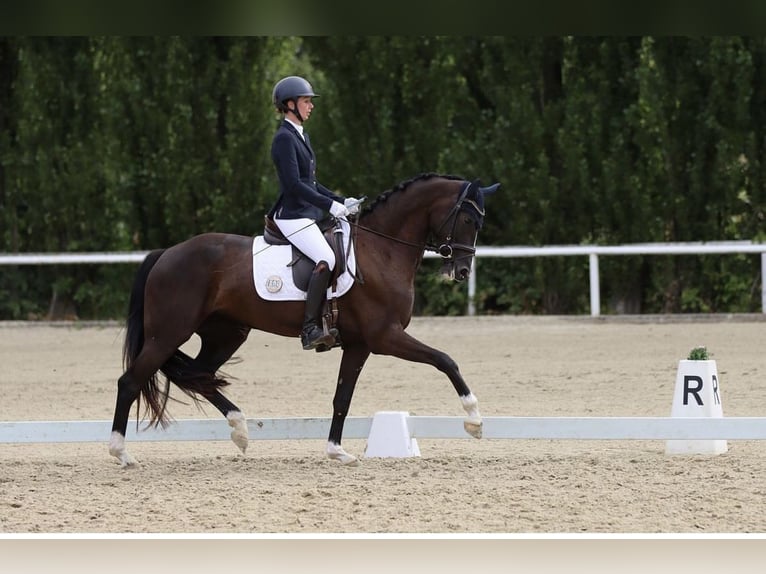 Westphalien Jument 8 Ans 167 cm Bai brun foncé in Arnsberg
