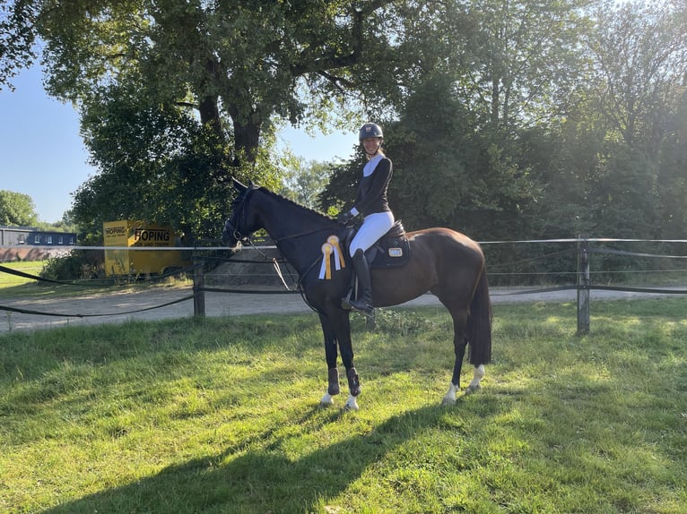 Westphalien Jument 8 Ans 167 cm Bai brun foncé in Arnsberg