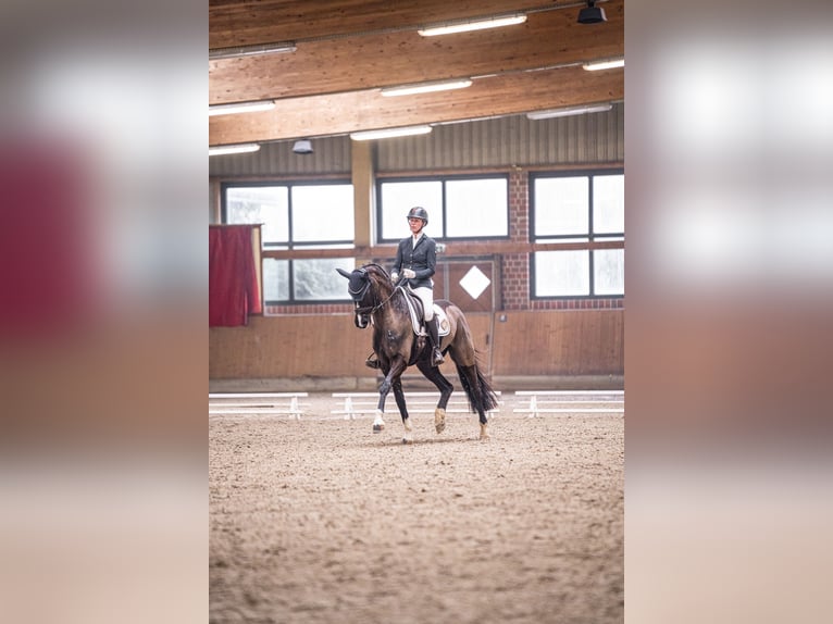 Westphalien Jument 8 Ans 167 cm Bai brun foncé in Arnsberg