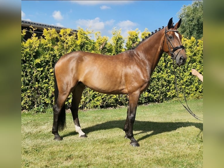 Westphalien Jument 8 Ans 167 cm Bai in Kaldenkirchen