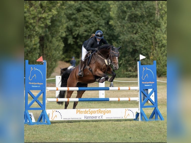 Westphalien Jument 8 Ans 167 cm Bai in Nienburg (Weser)