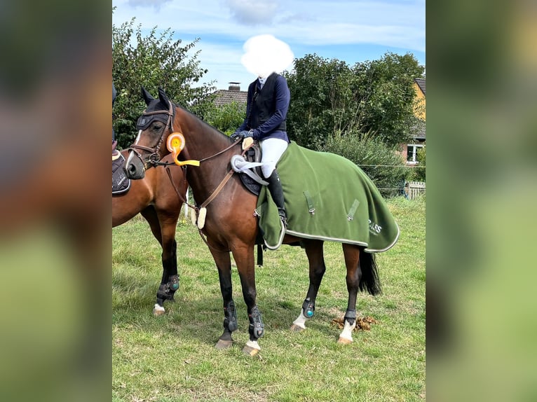 Westphalien Jument 8 Ans 167 cm Bai in Nienburg (Weser)