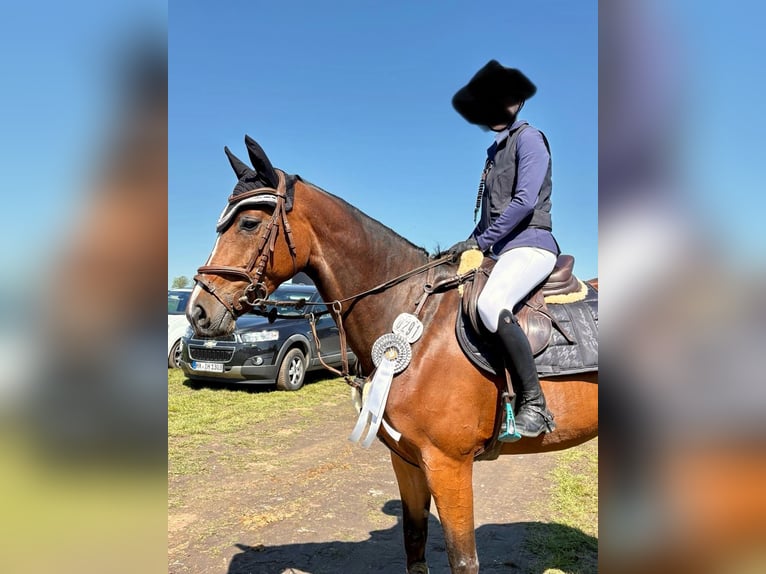 Westphalien Jument 8 Ans 167 cm Bai in Nienburg (Weser)Nienburg