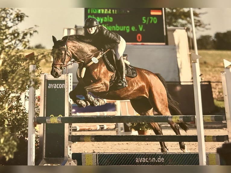 Westphalien Jument 8 Ans 167 cm Bai in Nienburg (Weser)Nienburg