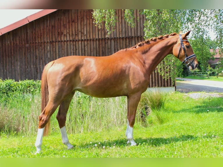 Westphalien Jument 8 Ans 168 cm Alezan in Recklinghausen