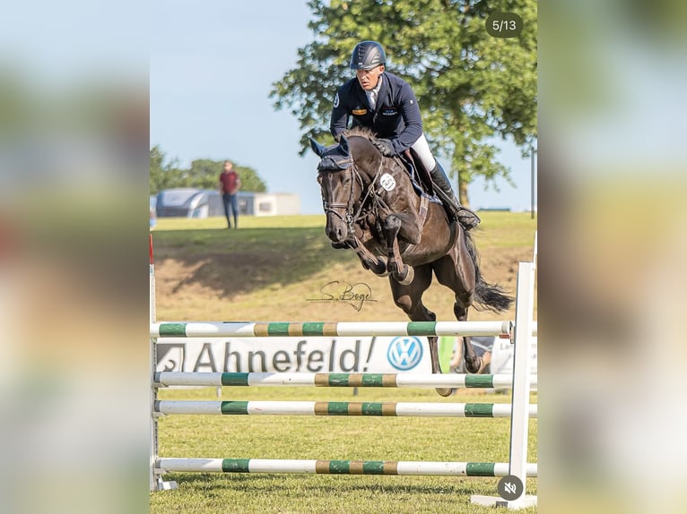 Westphalien Jument 8 Ans 168 cm Noir in Pokrent