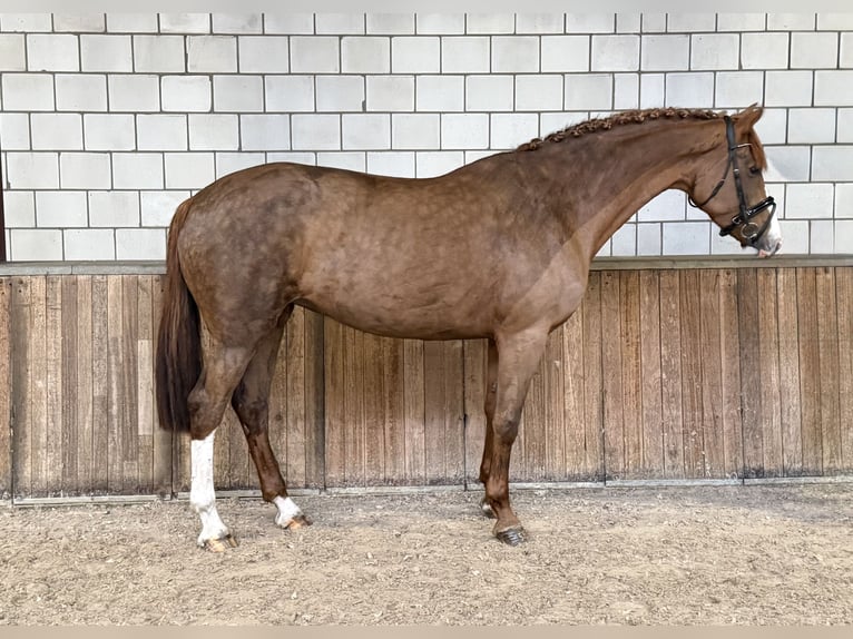 Westphalien Jument 8 Ans 170 cm Alezan in Oud Gastel