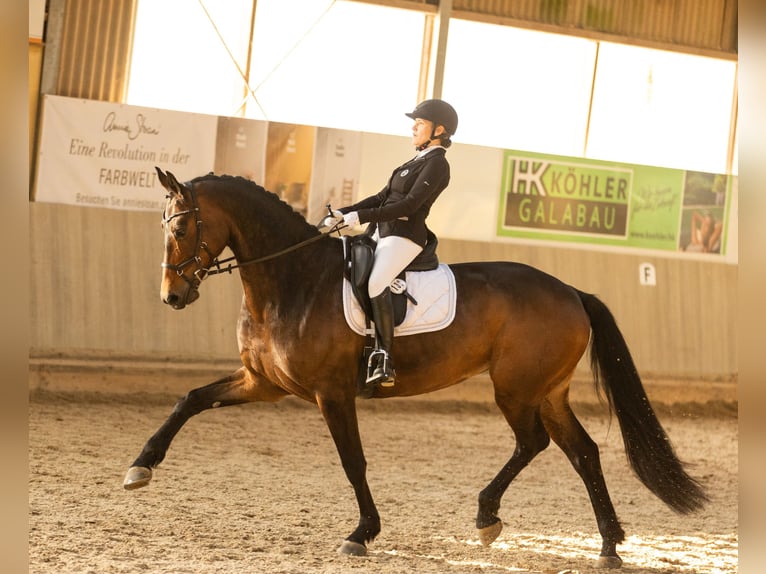 Westphalien Jument 8 Ans 170 cm Bai brun in Rieschweiler-Mühlbach