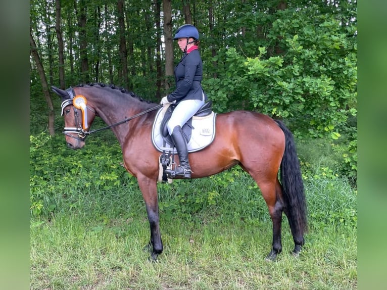 Westphalien Jument 8 Ans 172 cm Bai brun in Wall
