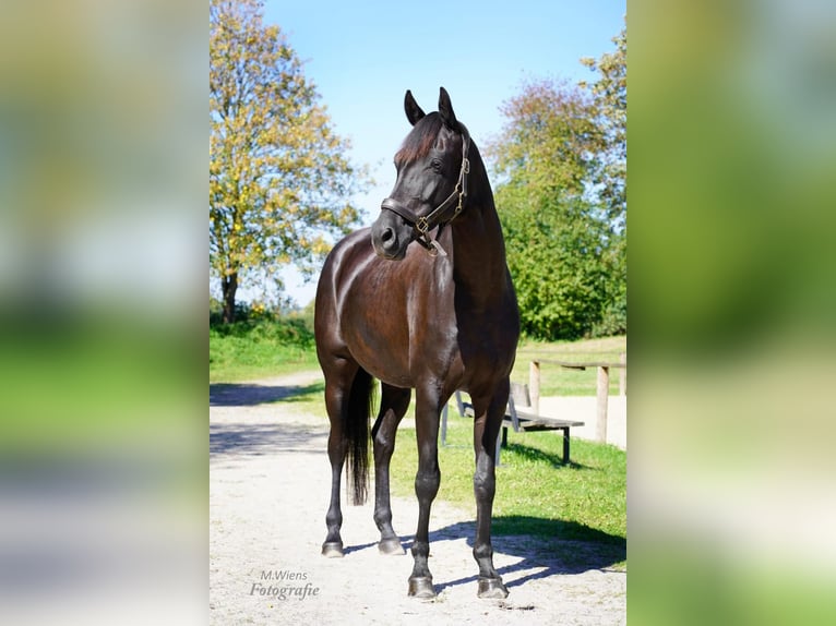 Westphalien Jument 8 Ans 172 cm Bai brun foncé in Laer