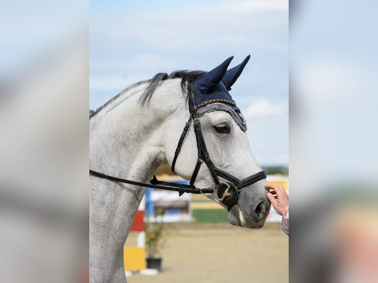 Westphalien Jument 8 Ans 172 cm Gris in Arnsberg