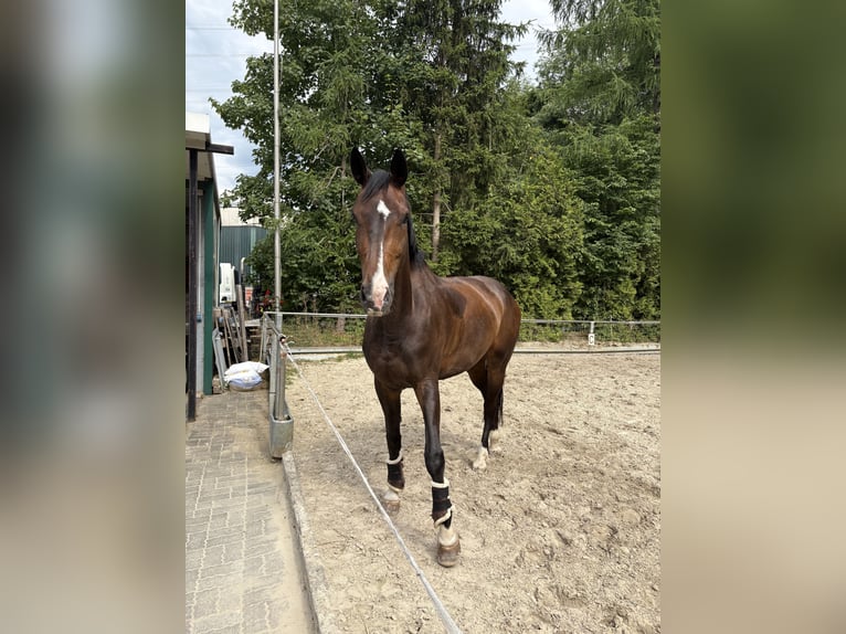 Westphalien Jument 8 Ans 173 cm Bai in Siegen