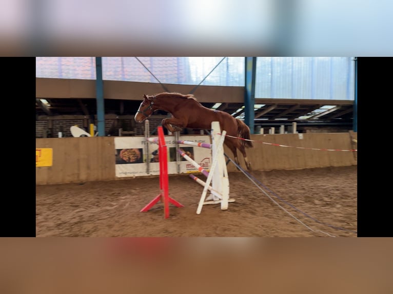 Westphalien Jument 8 Ans 173 cm Bai in Neustadt am Rübenberge