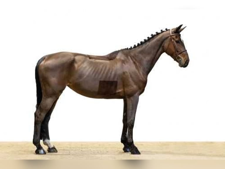 Westphalien Jument 8 Ans 173 cm in Waddinxveen