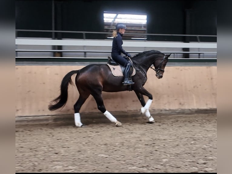 Westphalien Jument 8 Ans 175 cm Bai brun foncé in Delbrück