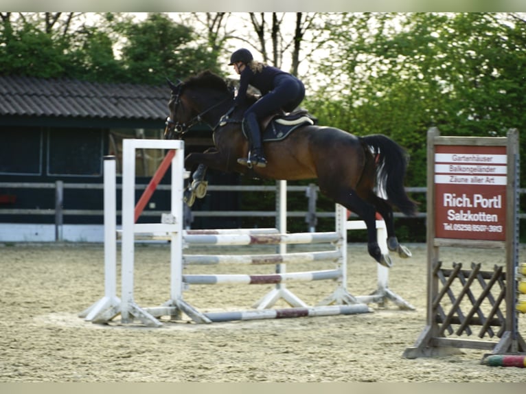 Westphalien Jument 8 Ans 175 cm Bai brun foncé in Salzkotten